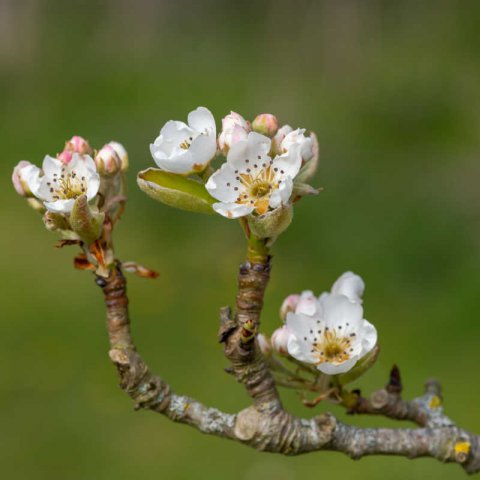 PYRUS COMMUNIS - PERAL Conference