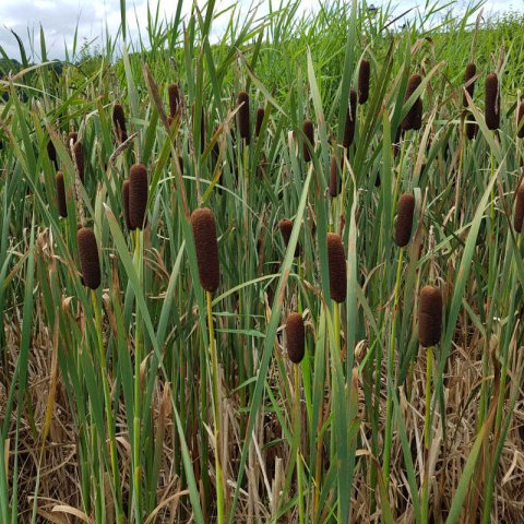 TYPHA LAXMANNII