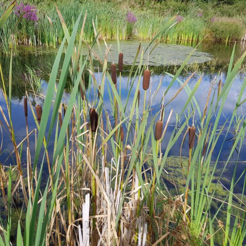 TYPHA LAXMANNII