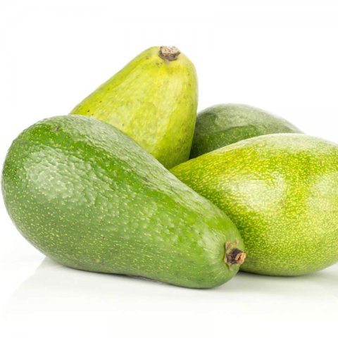 PERSEA AMERICANA - AGUACATE BACON