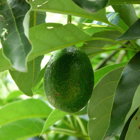 PERSEA AMERICANA - AGUACATE REED