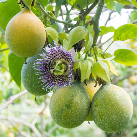 PASSIFLORA LIGULARIS - Granadilla, Granada china