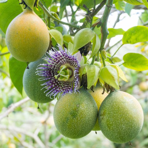 PASSIFLORA LIGULARIS - Sweet Granadilla