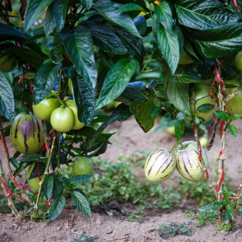 SOLANUM MURICATUM - PERA MELN
