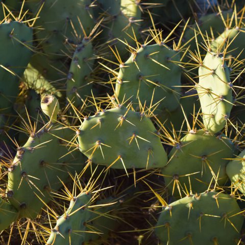 OPUNTIA FICUS-INDICA - Prickly Pear Cactus