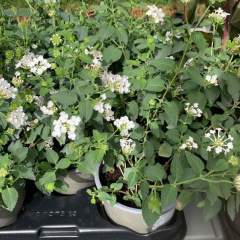 LANTANA MONTEVIDENSIS - Lantana rastrera blanca