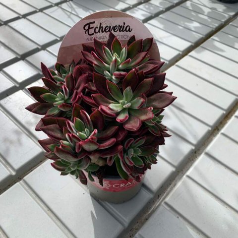 ECHEVERIA PULVINATA DEVOTION