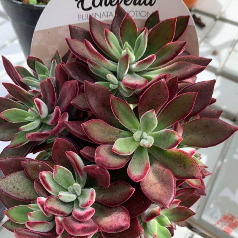 ECHEVERIA PULVINATA DEVOTION