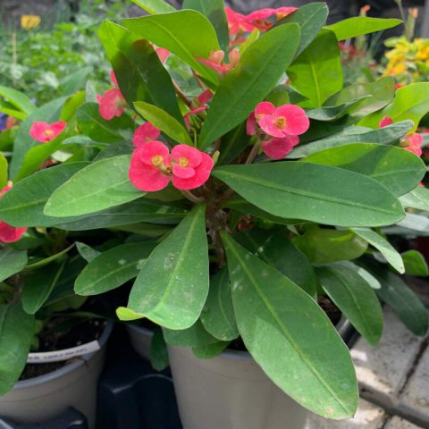EUPHORBIA MILII Vulcanus - Crown of Thorns