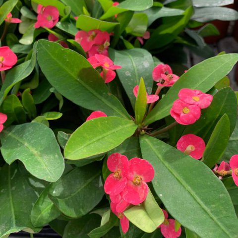 Plants of Crown of Thorns - EUPHORBIA MILII ’Vulcanus’ - T.O.G