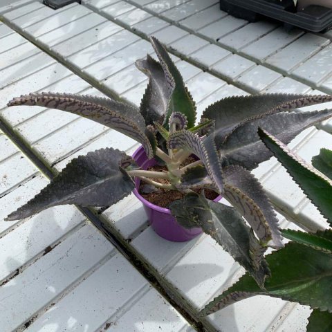 KALANCHOE DAIGREMONTIANA