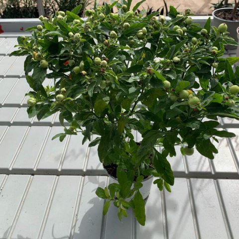 SOLANUM PSEUDOCAPSICUM - Jerusalem Cherry