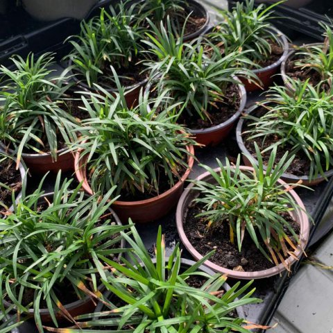 OPHIOPOGON JAPONICUS 'Kyoto Dwarf'