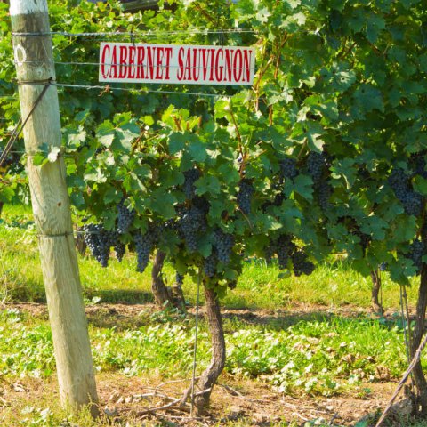 VITIS VINIFERA - VID Cabernet Sauvignon