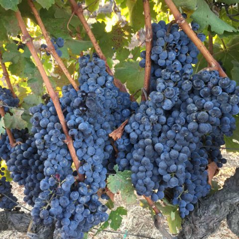 VITIS VINIFERA - VID Cabernet Sauvignon