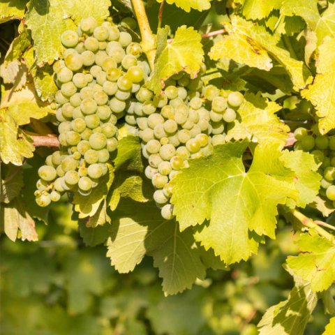 Merlot Grape, Vitis vinifera 'Merlot', Monrovia Plant