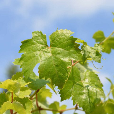 VITIS VINIFERA - VID Chardonnay