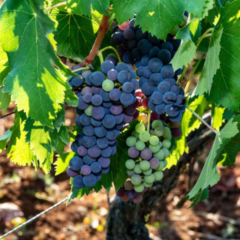 VITIS VINIFERA - GRAPE VINE Merlot