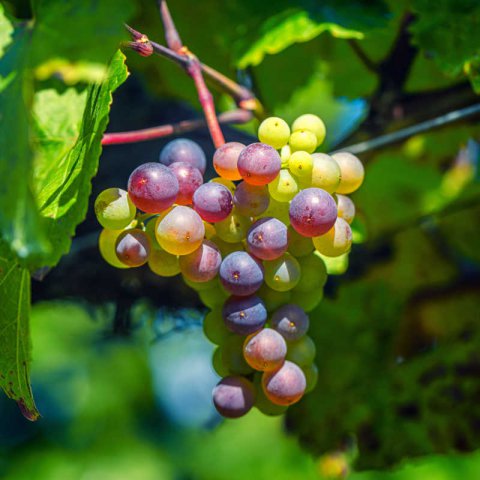 VITIS VINIFERA - GRAPE VINE Merlot