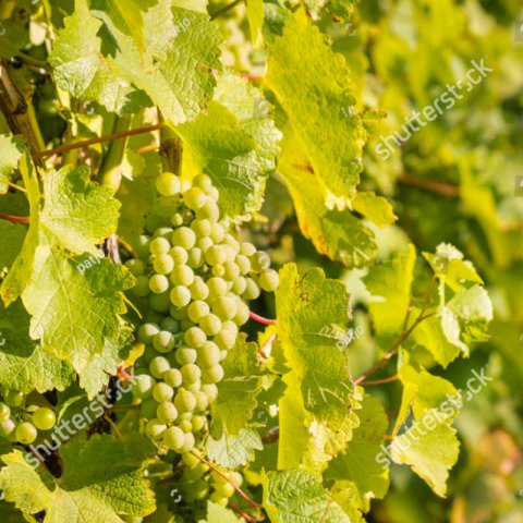 VITIS VINIFERA - VID Sauvignon blanc