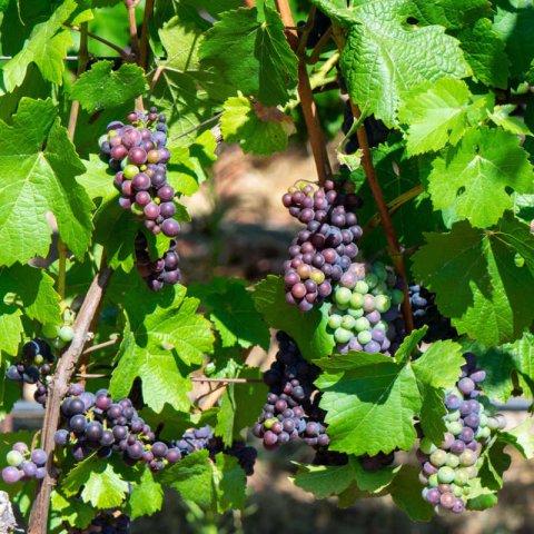 VITIS VINIFERA - VID Pinot Noir