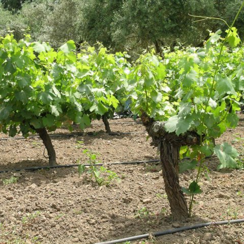 VITIS VINIFERA - VID Tempranillo