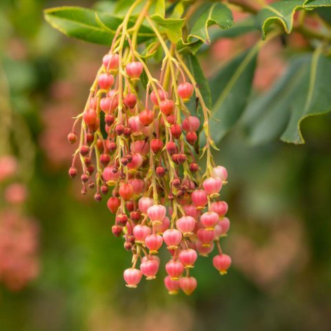 ARBUTUS UNEDO ’Rubra’ - Pink Strawberry Tree #1