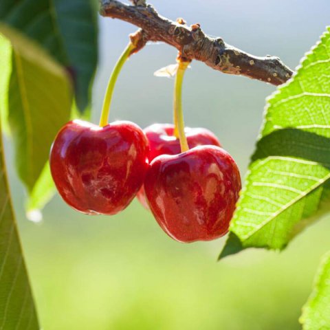 PRUNUS AVIUM - CEREZO PICOTA