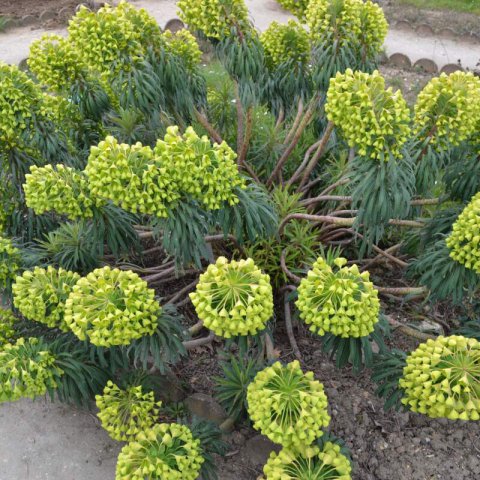 EUPHORBIA CHARACIAS subsp. WULFENII #1