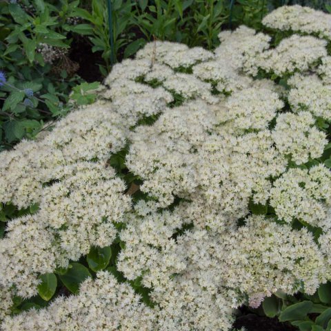 SEDUM SPECTABILE Iceberg - Ice Plant ceberg #1