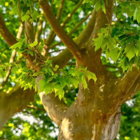 PLATANUS ACERIFOLIA - Pltano de sombra