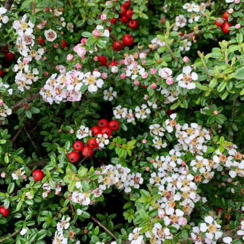 COTONEASTER DAMMERI Coral Beauty