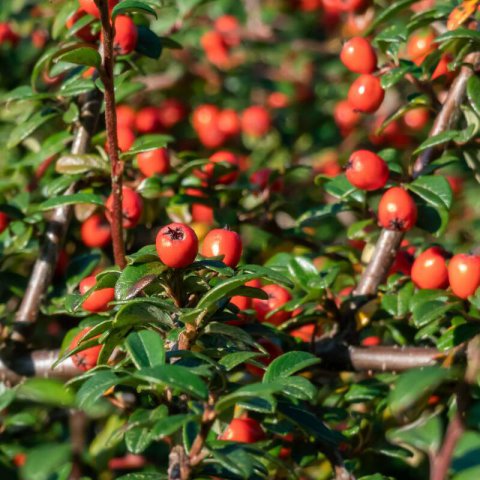 COTONEASTER DAMMERI Skogholm