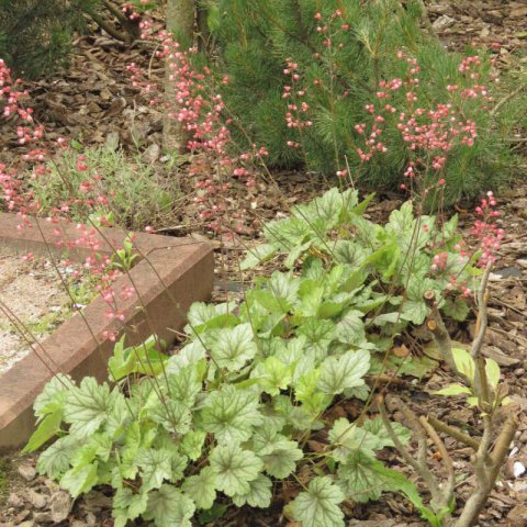 HEUCHERA AMERICANA