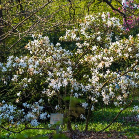 MAGNOLIA STELLATA