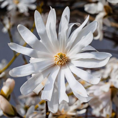 MAGNOLIA STELLATA