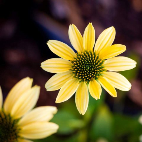 ECHINACEA PURPUREA Mellow Yellows - Purple coneflower Mellow Yellows