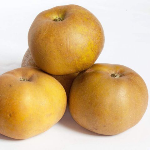 MALUS DOMESTICA - POMMIER Reinette grise du Canada #1