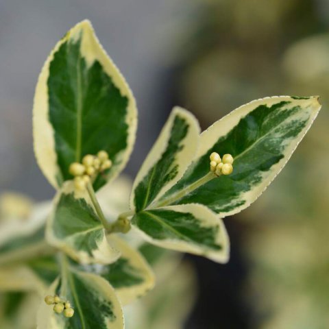 EUONYMUS JAPONICUS Bravo - Japanese Spindle Bravo