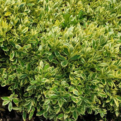 EUONYMUS JAPONICUS Bravo