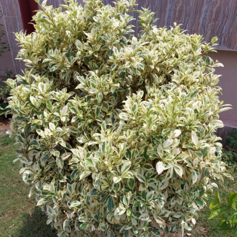 EUONYMUS JAPONICUS Aureus - Bonetero de Japn Aureus