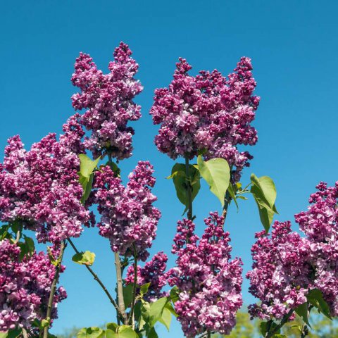 SYRINGA VULGARIS Prince Wolkonsky - Prince Wolkonsky Lilac