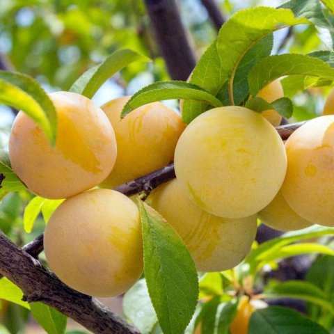 PRUNUS DOMESTICA - CIRUELO GOLDEN JAPAN