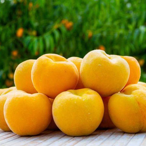 PRUNUS PERSICA - MELOCOTONERO AMARILLO DE AGOSTO