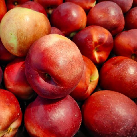 PRUNUS PERSICA var. NUCIPERSICA - NECTARINE Fantasa