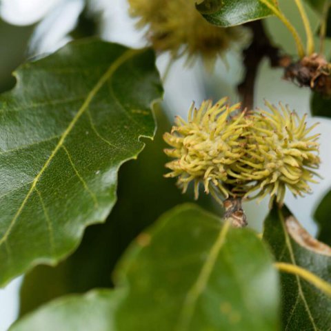 QUERCUS CERRIS