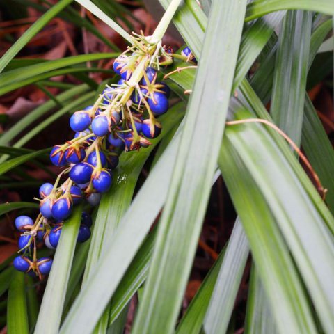 OPHIOPOGON JABURAN - Barba de Serpiente