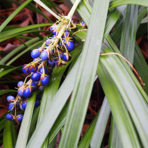 OPHIOPOGON JABURAN - Blue Snakes Beard