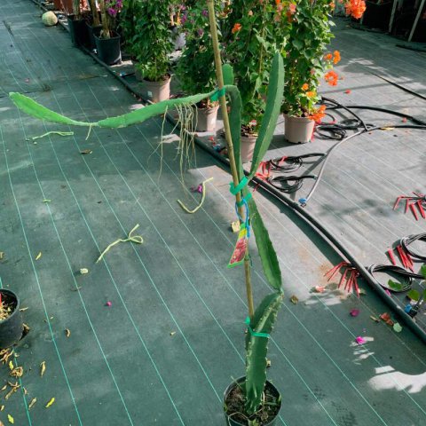 SELENICEREUS COSTARICENSIS - PITAHAYA DE COSTA RICA