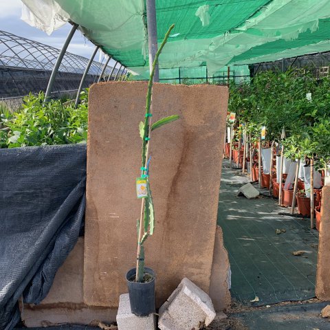 SELENICEREUS MEGALANTHUS - PITAHAYA AMARILLA